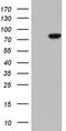 Prelamin-A/C antibody, TA803494, Origene, Western Blot image 