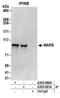 Methionyl-TRNA Synthetase antibody, A303-960A, Bethyl Labs, Immunoprecipitation image 