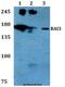 Adhesion G Protein-Coupled Receptor B3 antibody, LS-C411929, Lifespan Biosciences, Western Blot image 