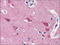 Neurosecretory protein VGF antibody, AP22596PU-N, Origene, Immunohistochemistry paraffin image 