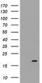 Growth arrest and DNA damage-inducible protein GADD45 gamma antibody, TA505486AM, Origene, Western Blot image 