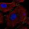 Solute Carrier Family 26 Member 9 antibody, NBP2-30425, Novus Biologicals, Immunocytochemistry image 