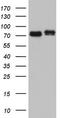 Fas Associated Factor 1 antibody, CF804142, Origene, Western Blot image 