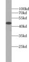 Tumor susceptibility gene 101 protein antibody, FNab09040, FineTest, Western Blot image 