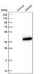 Agmatinase, mitochondrial antibody, PA5-55311, Invitrogen Antibodies, Western Blot image 