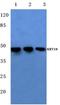Keratin 18 antibody, AP06199PU-N, Origene, Western Blot image 