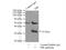 Pirin antibody, 10263-1-AP, Proteintech Group, Immunoprecipitation image 