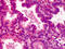 Mitogen-Activated Protein Kinase Kinase Kinase 3 antibody, ADI-KAS-MA013-E, Enzo Life Sciences, Immunohistochemistry frozen image 