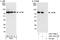 Eukaryotic translation initiation factor 4B antibody, A301-767A, Bethyl Labs, Western Blot image 