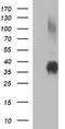 CD326 / EpCAM antibody, TA506628AM, Origene, Western Blot image 