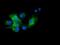 Pyrroline-5-Carboxylate Reductase 3 antibody, GTX83751, GeneTex, Immunofluorescence image 