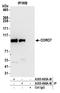 Coronin 7 antibody, A305-666A-M, Bethyl Labs, Immunoprecipitation image 