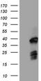 Family With Sequence Similarity 131 Member C antibody, LS-C792579, Lifespan Biosciences, Western Blot image 