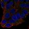 Coagulation Factor XI antibody, HPA039808, Atlas Antibodies, Immunocytochemistry image 