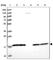 NADH dehydrogenase [ubiquinone] 1 beta subcomplex subunit 6 antibody, HPA044001, Atlas Antibodies, Western Blot image 