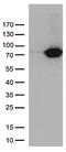 Transglutaminase 2 antibody, TA809245S, Origene, Western Blot image 