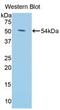 KL antibody, LS-C719170, Lifespan Biosciences, Western Blot image 