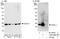 Derlin 1 antibody, A302-849A, Bethyl Labs, Western Blot image 