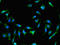 RAB25, Member RAS Oncogene Family antibody, orb25471, Biorbyt, Immunofluorescence image 