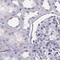 Histone Cluster 1 H1 Family Member T antibody, PA5-66793, Invitrogen Antibodies, Immunohistochemistry paraffin image 