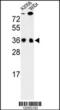 Serine And Arginine Rich Splicing Factor 1 antibody, MBS9201024, MyBioSource, Western Blot image 
