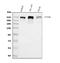 Nucleoprotein TPR antibody, A00695-1, Boster Biological Technology, Western Blot image 