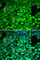 Importin 5 antibody, A1984, ABclonal Technology, Immunofluorescence image 