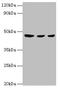 Ectonucleoside Triphosphate Diphosphohydrolase 5 (Inactive) antibody, orb352583, Biorbyt, Western Blot image 