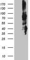 STX3 antibody, TA811091, Origene, Western Blot image 
