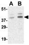Cyclin O antibody, GTX31735, GeneTex, Western Blot image 