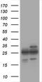 Proteasome Subunit Alpha 2 antibody, LS-C174348, Lifespan Biosciences, Western Blot image 