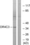Olfactory Receptor Family 4 Subfamily C Member 3 antibody, abx015425, Abbexa, Western Blot image 