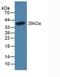 Natriuretic Peptide B antibody, LS-C684569, Lifespan Biosciences, Western Blot image 