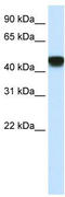 Small Nuclear RNA Activating Complex Polypeptide 1 antibody, TA330114, Origene, Western Blot image 