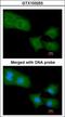Rho GTPase Activating Protein 4 antibody, LS-C185532, Lifespan Biosciences, Immunocytochemistry image 