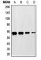 Zinc Finger Protein 682 antibody, LS-C353607, Lifespan Biosciences, Western Blot image 