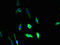 Dermatan Sulfate Epimerase antibody, LS-C380184, Lifespan Biosciences, Immunofluorescence image 
