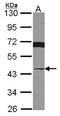 von Willebrand factor A domain-containing protein 5A antibody, NBP2-15615, Novus Biologicals, Western Blot image 