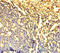Dynein Light Chain LC8-Type 1 antibody, A53885-100, Epigentek, Immunohistochemistry paraffin image 