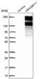 Rho Guanine Nucleotide Exchange Factor 11 antibody, PA5-53205, Invitrogen Antibodies, Western Blot image 