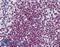 Forkhead Box O3 antibody, LS-B6086, Lifespan Biosciences, Immunohistochemistry paraffin image 