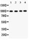 Synaptopodin antibody, LS-C357615, Lifespan Biosciences, Western Blot image 