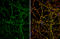 Solute Carrier Family 1 Member 7 antibody, GTX134113, GeneTex, Immunofluorescence image 