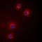 Colony Stimulating Factor 2 antibody, orb215456, Biorbyt, Immunofluorescence image 