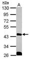 Protein quaking antibody, PA5-30563, Invitrogen Antibodies, Western Blot image 