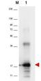 Putative Dihydrofolate reductase antibody, orb345069, Biorbyt, Western Blot image 