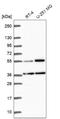 G Kinase Anchoring Protein 1 antibody, NBP2-62650, Novus Biologicals, Western Blot image 