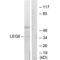 Galectin 8 antibody, A05584, Boster Biological Technology, Western Blot image 
