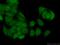 Nucleoporin 107 antibody, 19217-1-AP, Proteintech Group, Immunofluorescence image 