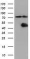COBW Domain Containing 1 antibody, CF501610, Origene, Western Blot image 